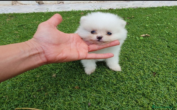 Pomerania perros - Anuncio 1