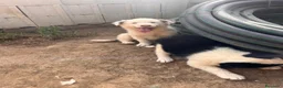 Border Collie perros en venta: Border collies de Calidad  - Anuncio 5