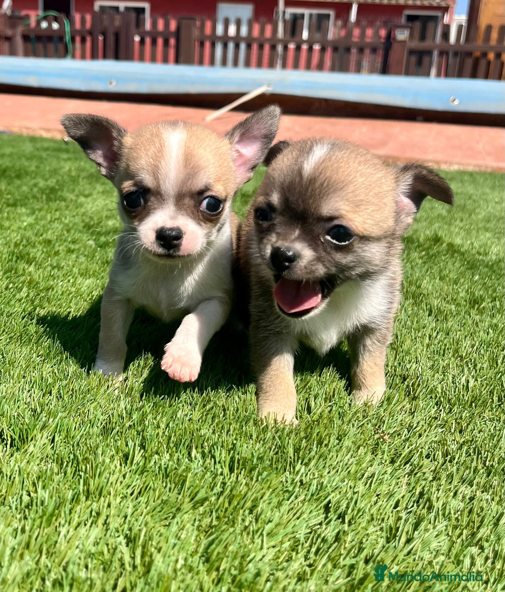 Chihuahua perros Cachorros de pura Raza. - Anuncio 1