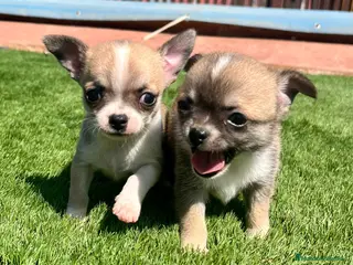 Chihuahua perros en venta: Cachorros de pura Raza. - Anuncio 1
