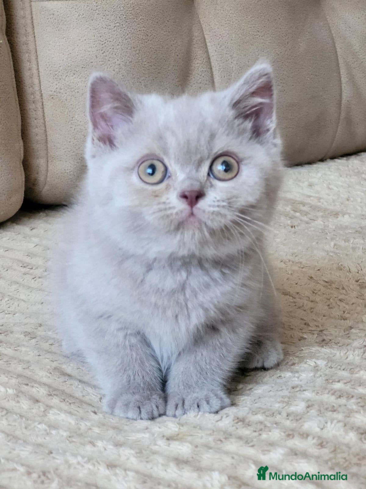 Británico de Pelo Largo gatos Británico de pelo largo  - Anuncio 3