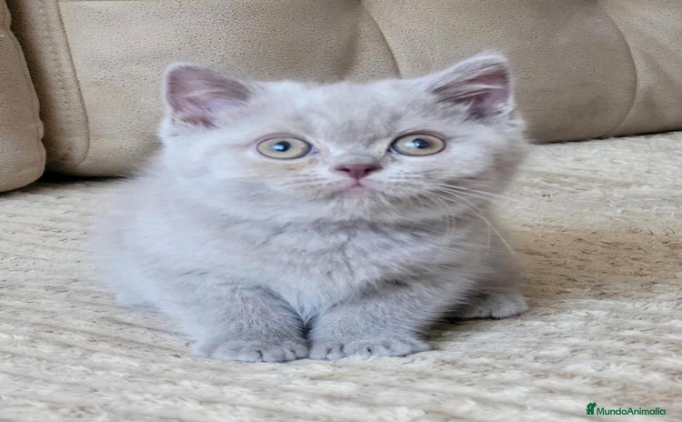 Británico de Pelo Largo gatos Británico de pelo largo  - Anuncio 9