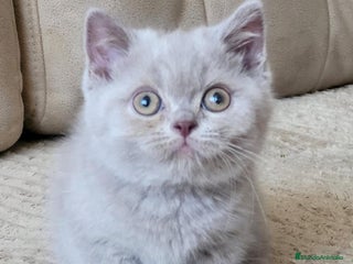 Británico de Pelo Largo gatos Británico de pelo largo - Anuncio 5