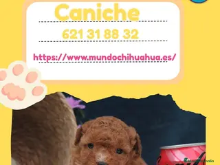 Caniche Enano perros Caniche enano disponible 🎀✨ - Anuncio 3