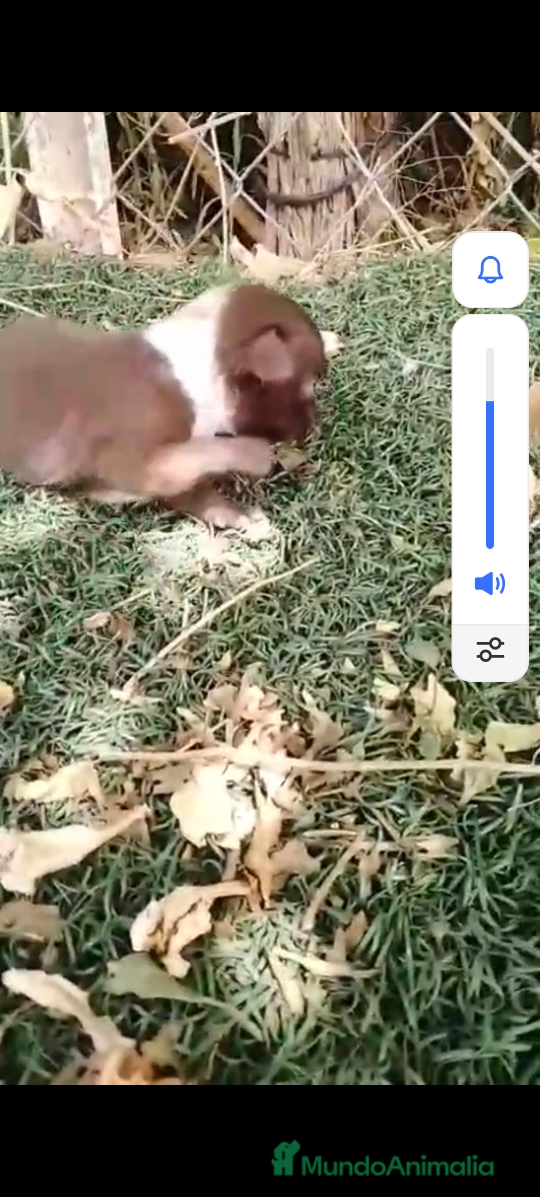 Chihuahua perros en venta: Hembra de chihuahua toys  - Imagen 9