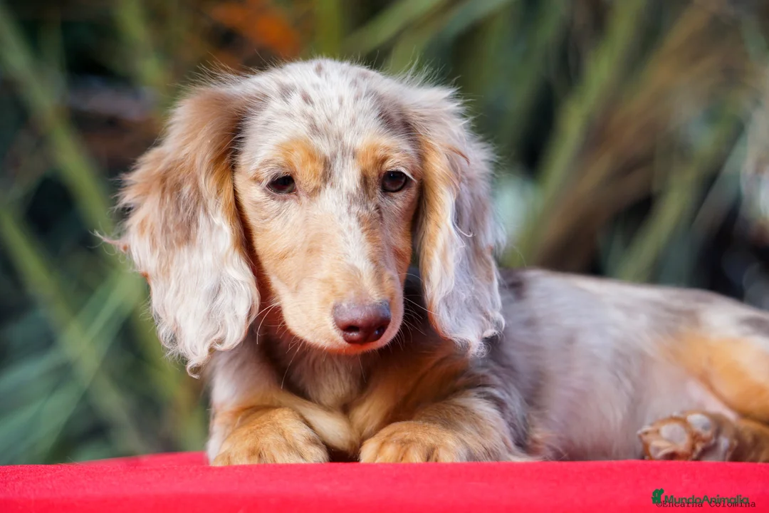 Imagen de galería {{count}}