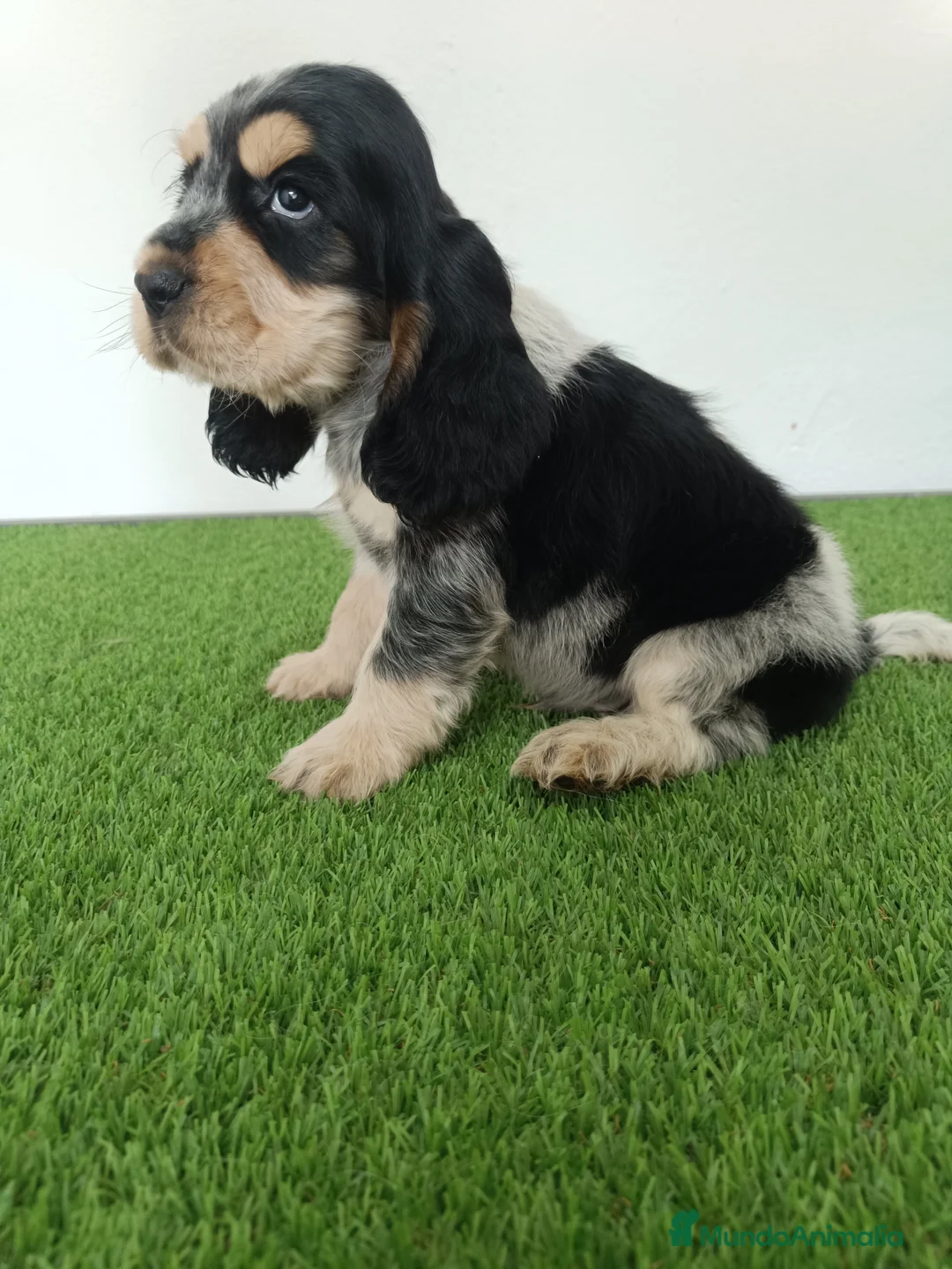 Cocker Spaniel Inglés perros en venta: Cocker spaniel inglés  - Anuncio 2