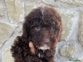 Perro de Agua Español perros Cachorros de Perro de Agua Español 🐾 - Anuncio 1