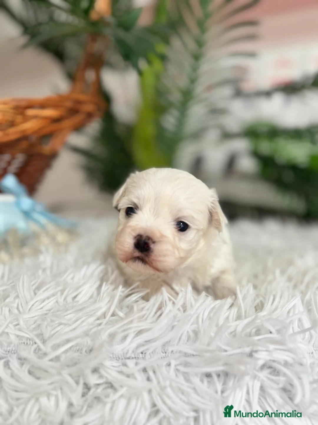 Bichón Maltés perros en venta: BICHON MALTES - Anuncio 8