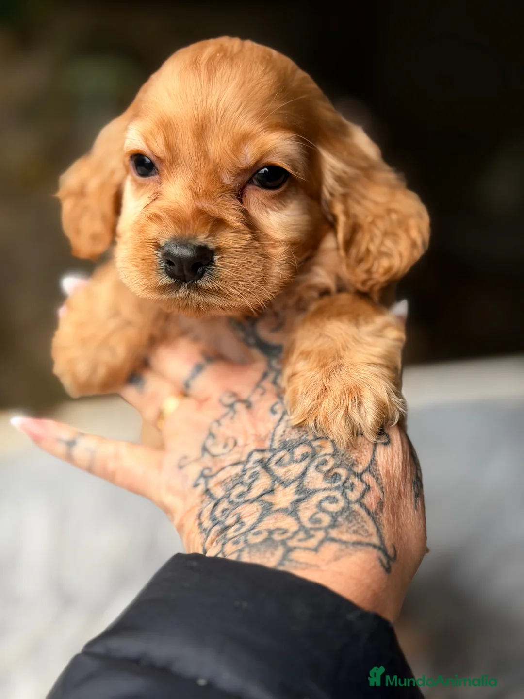 Cocker Spaniel Inglés perros en venta: Cocker dorado  - Anuncio 2
