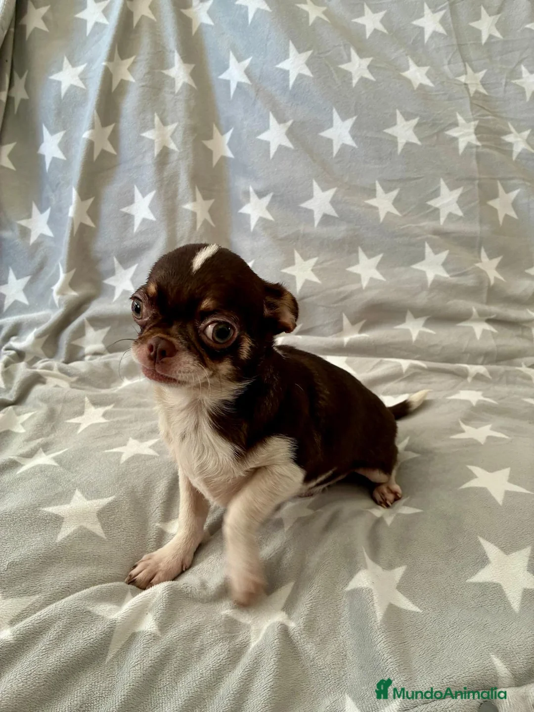 Chihuahua perros en venta: Chihuahua toy - Anuncio 2