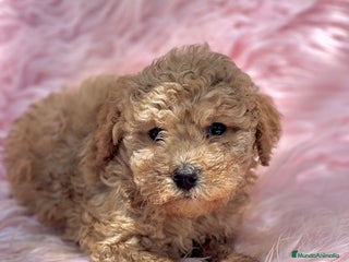 Caniche Toy perros - Anuncio 25