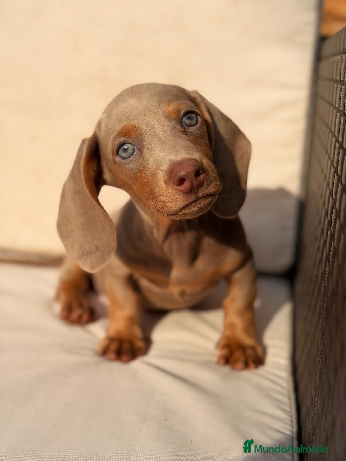 Teckel Miniatura perros TECKEL MINIATURA LILAC - Anuncio 5