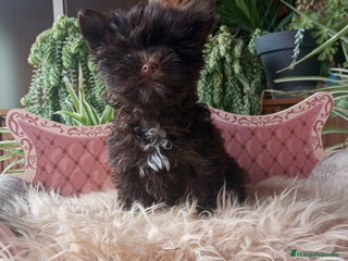 Yorkshire Terrier perros Exclusivos Yorkshire Chocolate toy - Anuncio 5