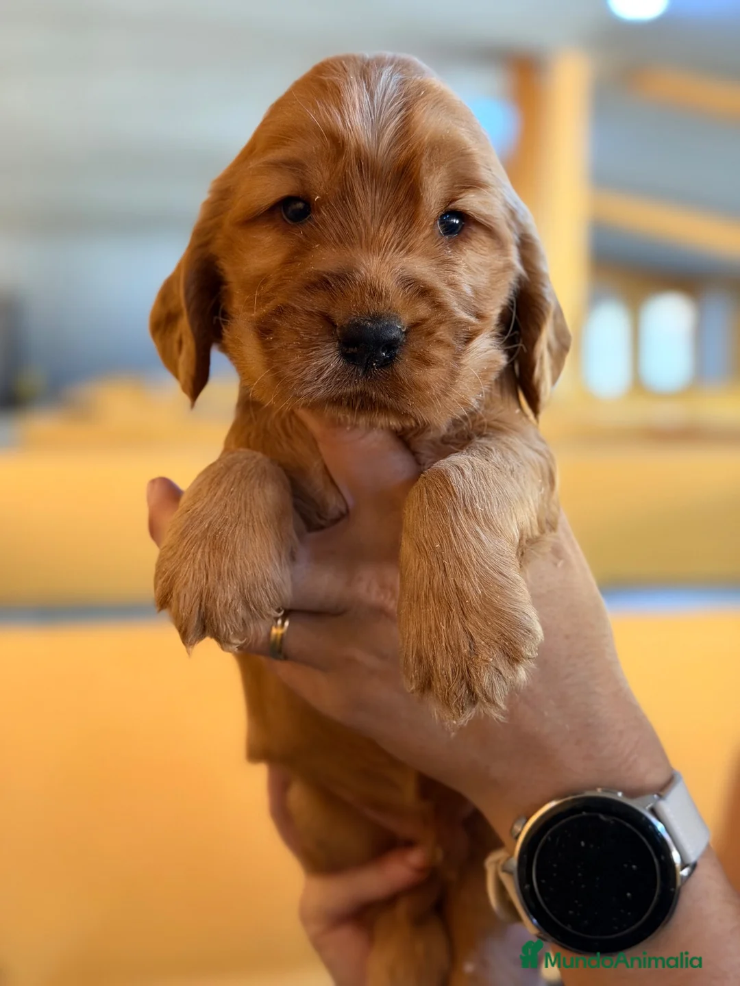 Cocker Spaniel Inglés perros en venta: Cocker dorado  - Anuncio 2