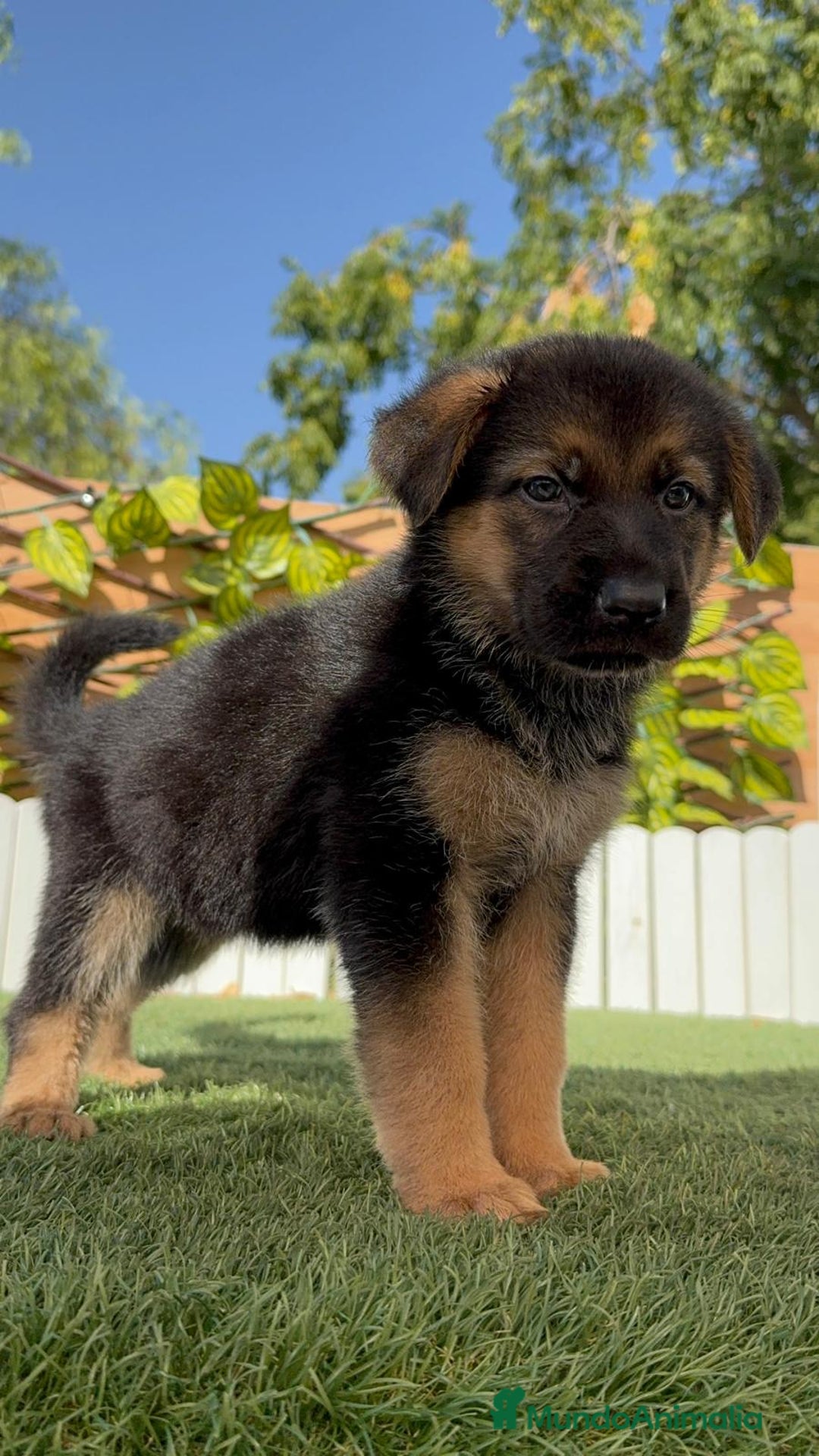 Pastor Alemán perros en venta: PASTOR ALEMAN - Imagen 7