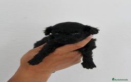Caniche Toy perros en venta: Caniche toy - Imagen 5
