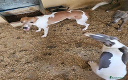 Pequeño Lebrel Italiano perros en venta: Lebrel italiano  - Imagen 6