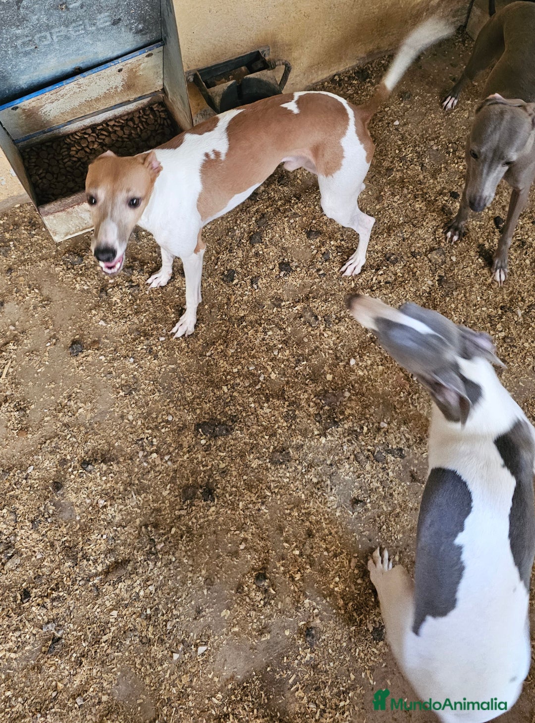 Pequeño Lebrel Italiano perros en venta: Lebrel italiano  - Imagen 6