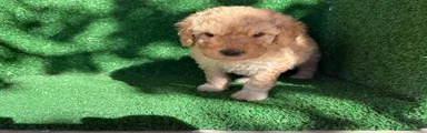 Perro de Agua Español 2