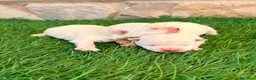 West Highland White Terrier perros en venta: West Highland white terrier-Westy - Anuncio 19
