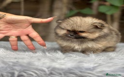 Pomerania perros en venta: POMERANIA TOY CARA OSO DISPONIBLE - Imagen 3