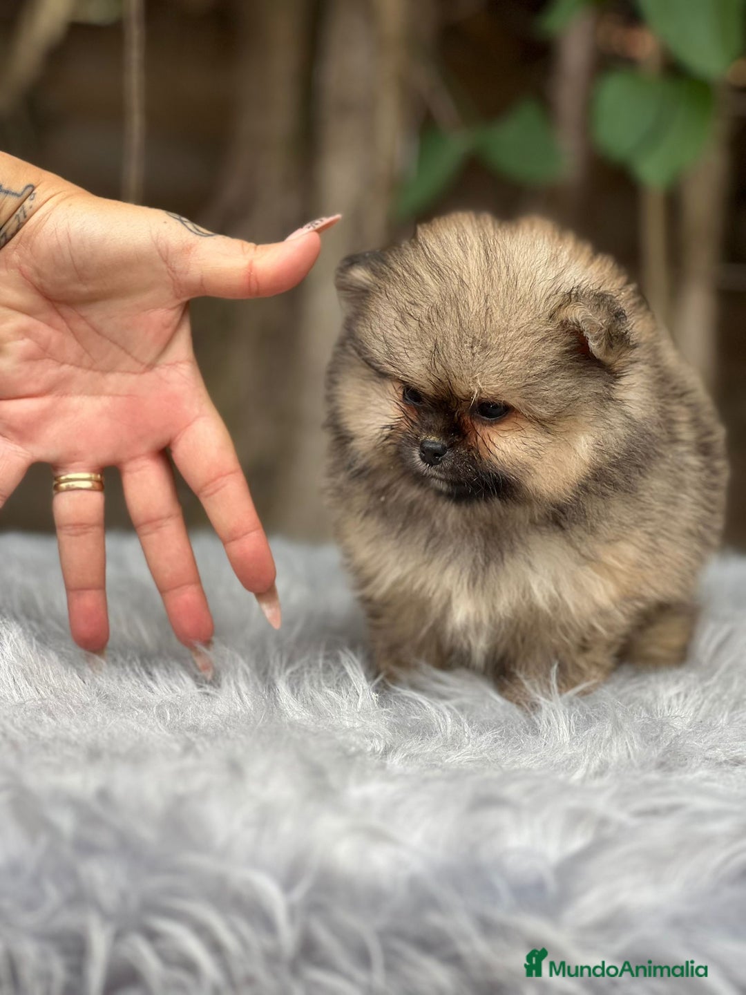 Pomerania perros en venta: POMERANIA TOY CARA OSO DISPONIBLE - Imagen 3
