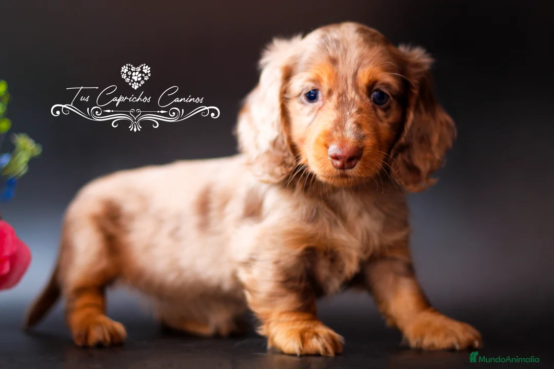 Teckel perros en venta: TECKEL PELO LARGO ARLEQUÍN CHOCOLATE  en Cantabria - Anuncio 2