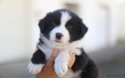 Border Collie perros en venta: Cachorros Border Collie  - Imagen 5
