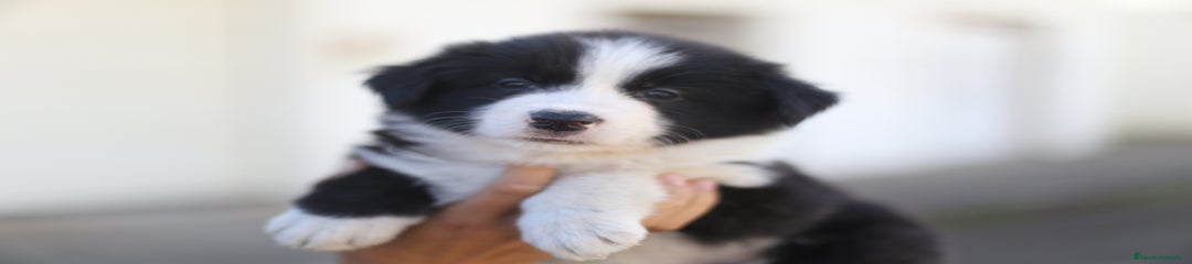 Border Collie Cachorro 4