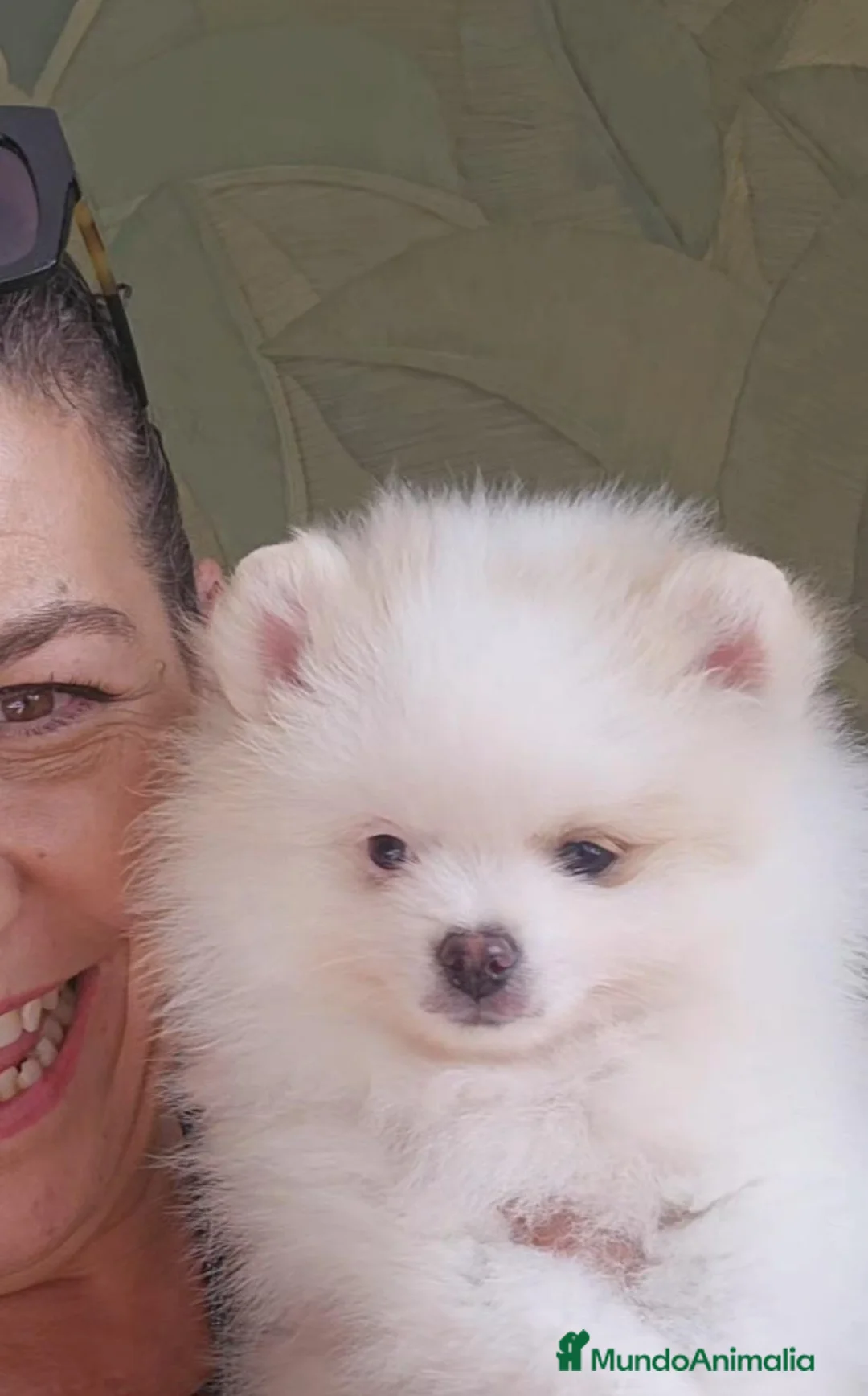 Pomerania perros en venta: Precioso Pomerania blanco parti merle fantasma  - Anuncio 2
