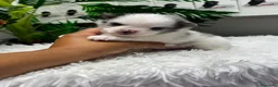 Pomerania perros en venta: POMERANIA - Anuncio 7