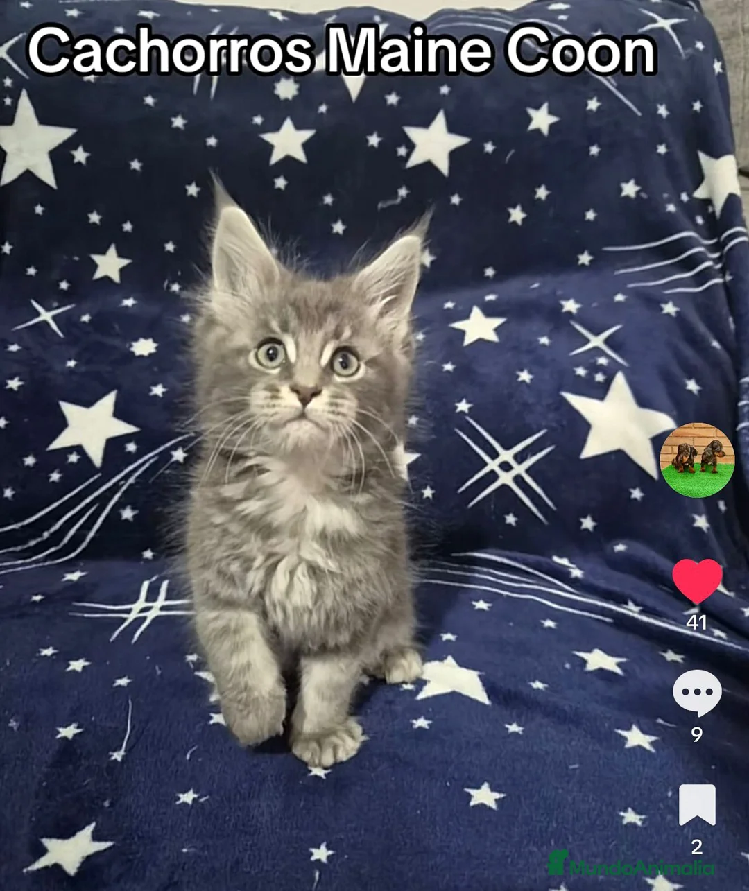 Maine Coon gatos en venta: Maine coom - Anuncio 1