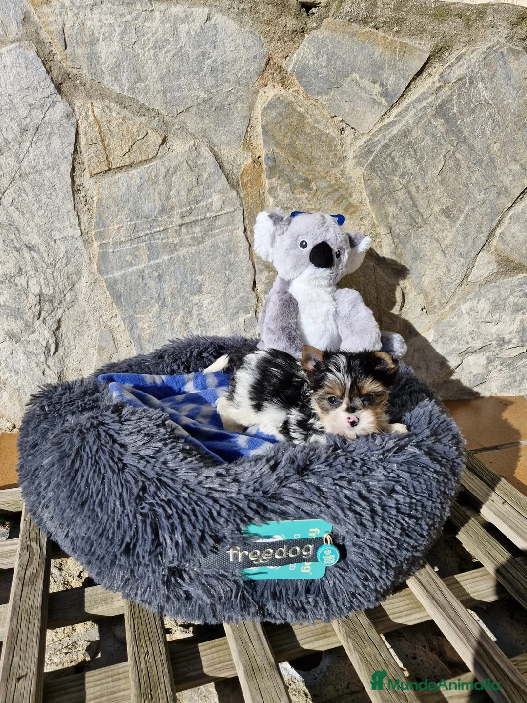 Biewer Yorkshire Terrier a la Pom Pon perros en venta: Biewers espectaculares  en Barcelona - Anuncio 5