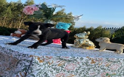 American Pit Bull Terrier perros en venta: Impresionante cachorra pittbull - Imagen 1