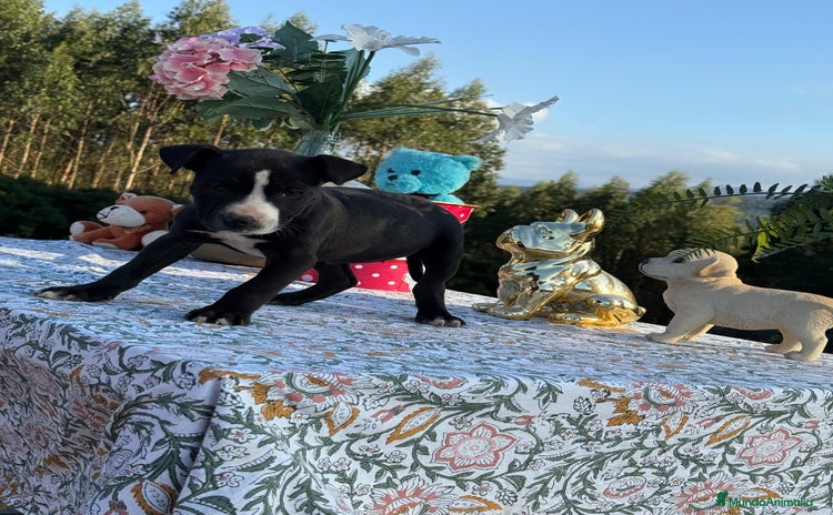 American Pit Bull Terrier perros - Anuncio 5