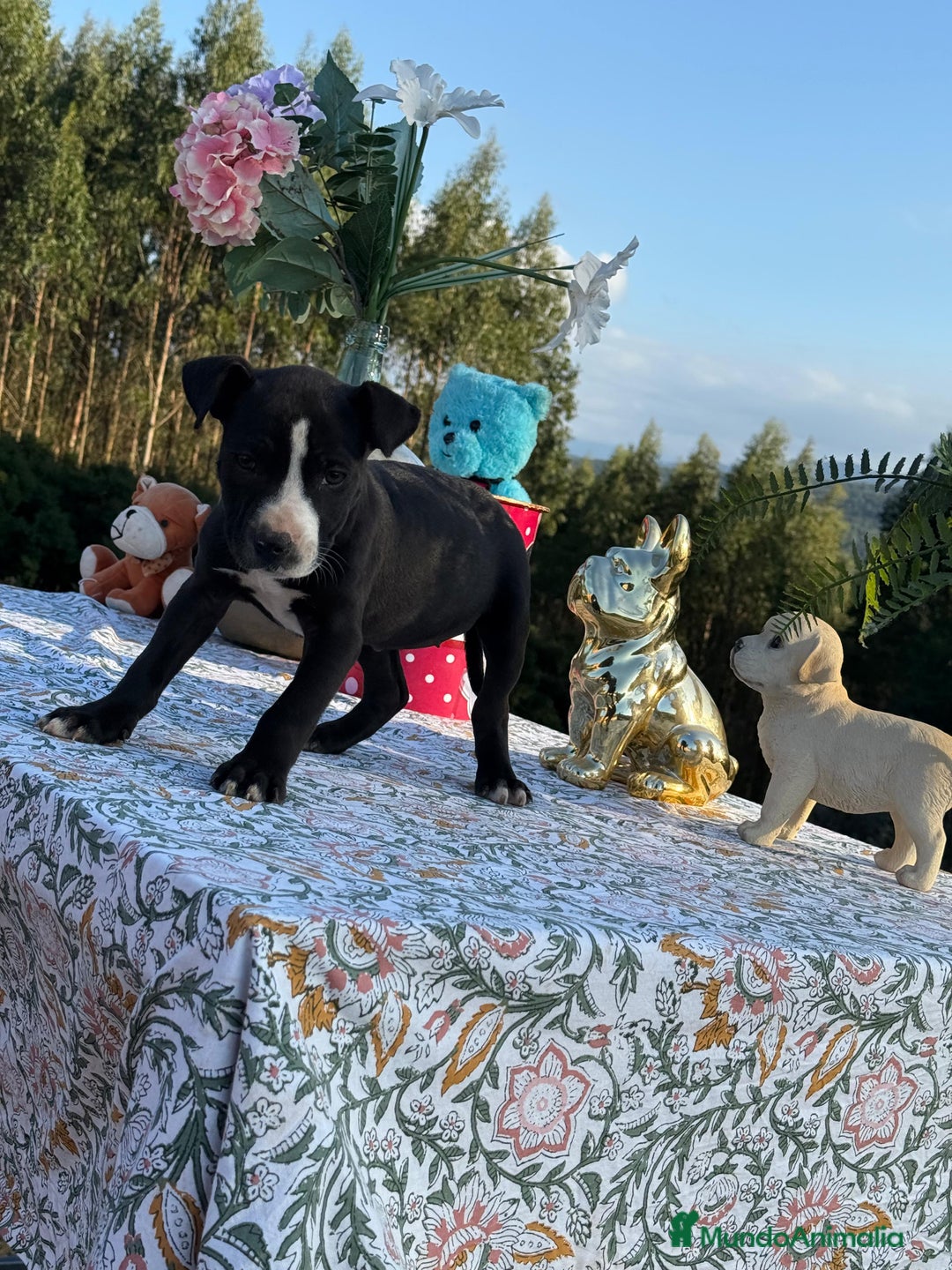 American Pit Bull Terrier perros en venta: Impresionante cachorra pittbull - Imagen 1