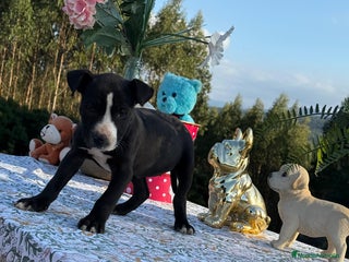 American Pit Bull Terrier perros - Anuncio 5