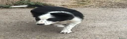 Border Collie perros en venta: Border Collie - Anuncio 2