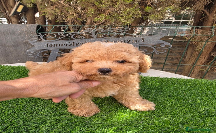 Maltipoo perros - Propaganda 3