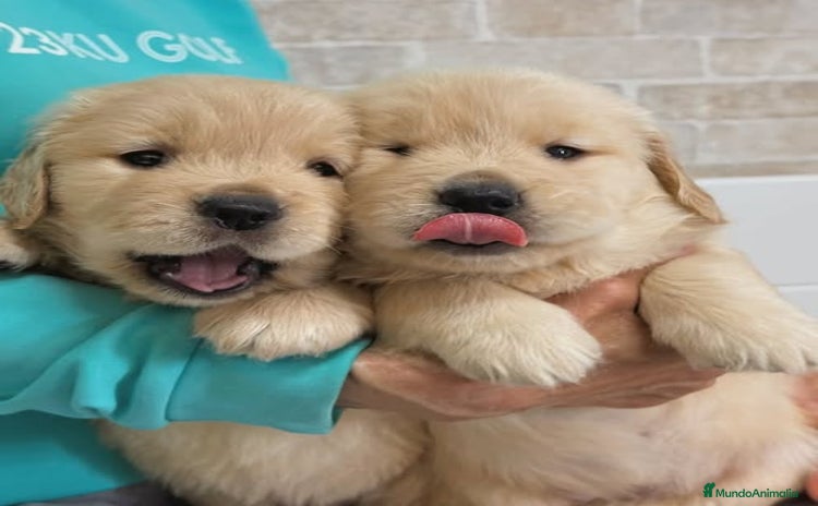 Golden Retriever perros - Anuncio 11