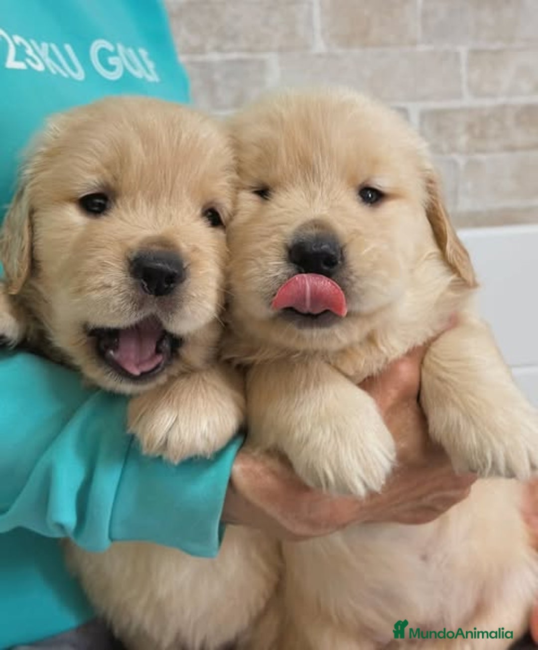 Golden Retriever perros en venta: Achuchable bebé de Goldén Retriever - Imagen 1