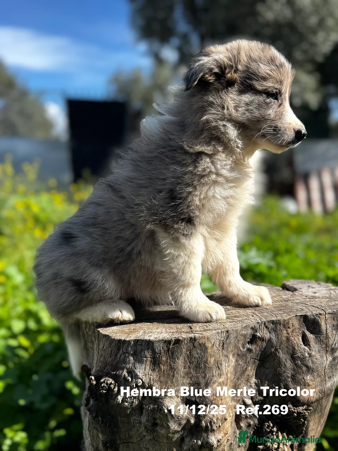 Border Collie perros en venta: BORDER COLLIE - Anuncio 22