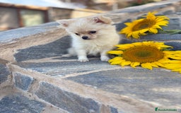 Chihuahua perros en venta: Chihuahua Macho Pelo Largo  - Imagen 2
