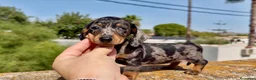 Teckel Miniatura perros en venta: Teckel arlequin silver  - Anuncio 5