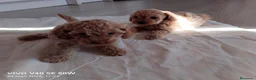 Caniche Toy perros en venta: caniche toy - Anuncio 4