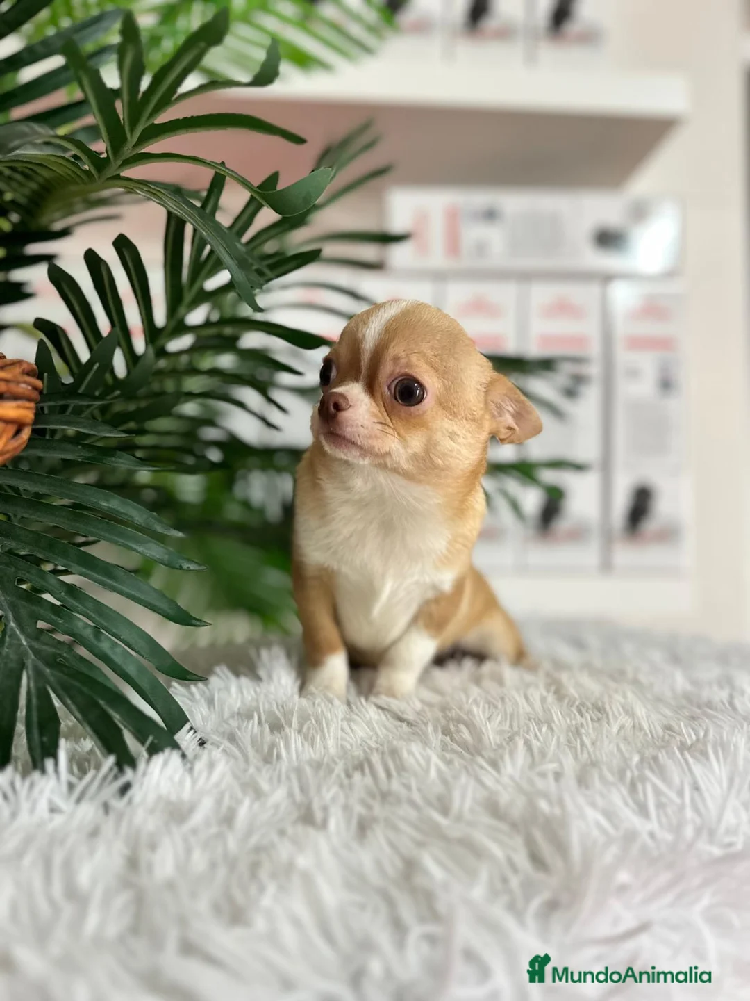 Chihuahua perros en venta: CHIHUAHUA  - Anuncio 4