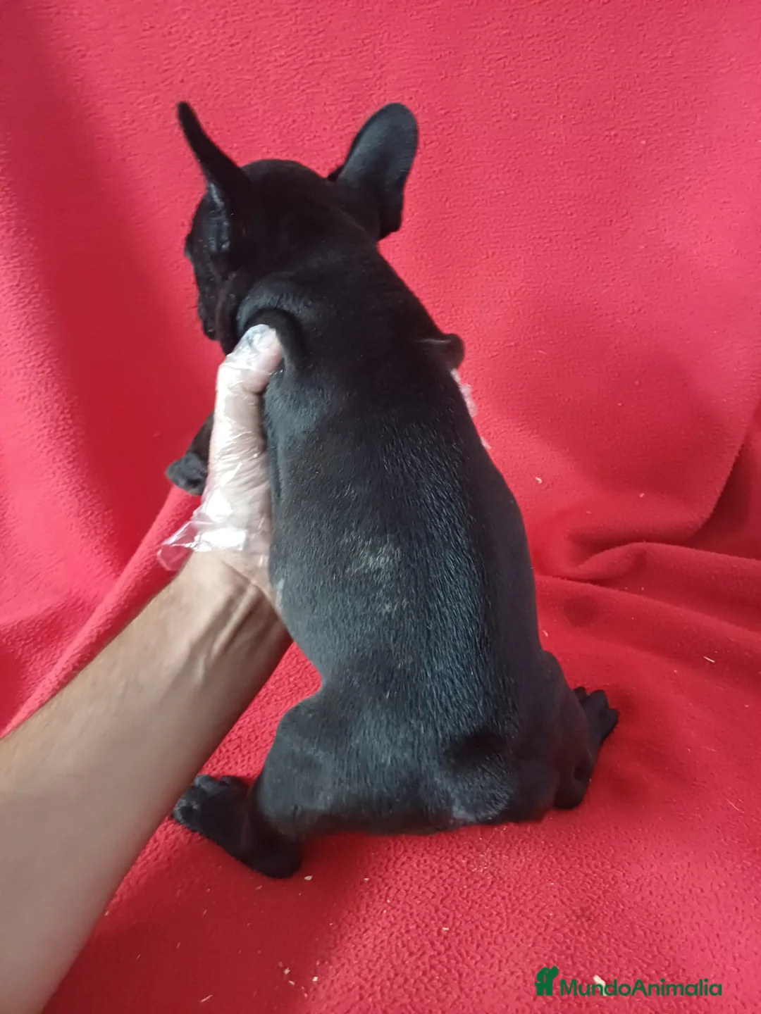 Bulldog Francés perros en venta: Bulldog Francés  - Anuncio 4