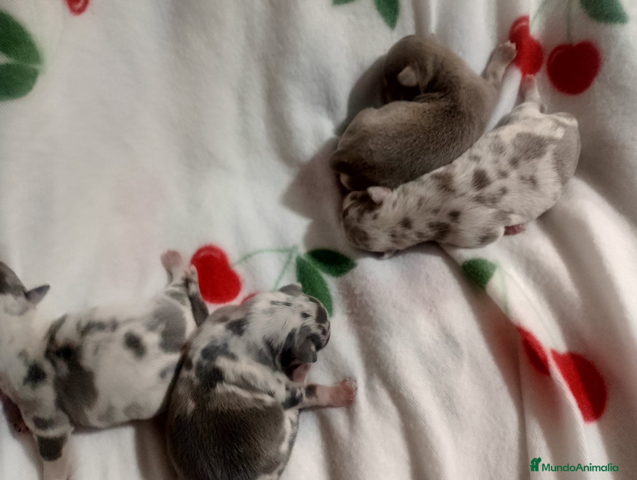 Chihuahua perros Camada de chihuahua trimerle lila choco  - Anuncio 30