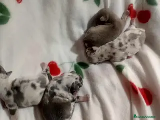 Chihuahua perros Camada de chihuahua trimerle lila choco - Anuncio 30